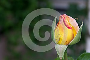 Infested beautiful yellow rose - raw format