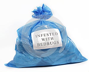 Infested with bedbugs photo