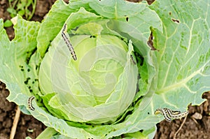 Infested cabbage photo