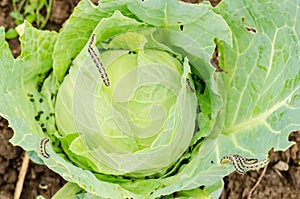Infested cabbage