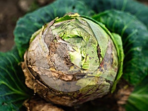 Infested cabbage still delicious photo