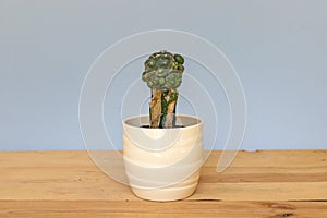 Infested drying cactus in a pot