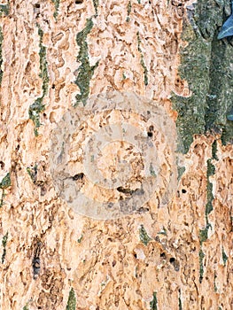 Infested dying tree in a oak forest. Barkless deciduous tree