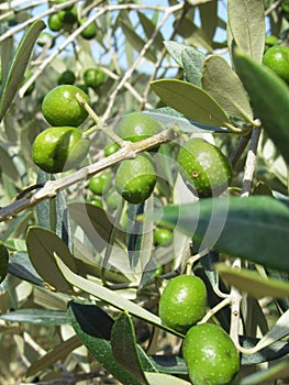 Infested mediterranean olive tree by olive fruit fly Bactrocera oleae, the major insect pest of olives . Tuscany, Italy