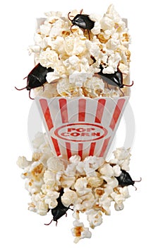 Infested popcorn