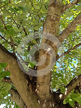 Infested Tree, Adult Spotted Lanternflies Near An Egg Mass