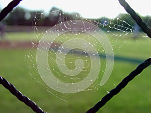 Infield Web