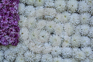 Infiltrate: Flowerbed / Wall of Flowers - Decorated Display