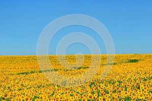 Infinite Sunflowers