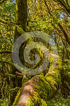 Infinite Trunk In A Monteverde Canary Island Of Fayal Brezal Are Beech Morella Faya And Heather Erica Arborea, Covered With Moss photo