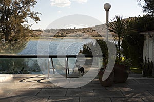 Infinity pool in front of the lake and the mountain a cat pet walks in a rural scene in Mexico