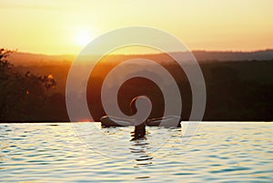 Infinity Pool Sunset