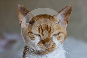 Inflammation of the cat\'s eye. Sad red cat Devon Rex with a closed painful eye from which oozes pus photo