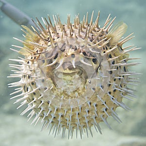 Inflated porcupine ball fish