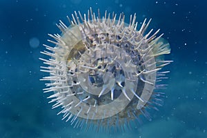 A inflated porcupine fish