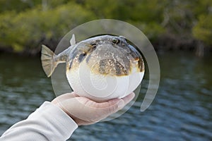 Inflated Smooth puffer fish in Florida mangroves photo