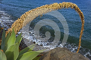 Inflorescence of Agave attenuata on the shore of Madeira Island, Portugal.