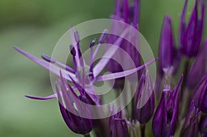 Inflorescence of allium aflatunense