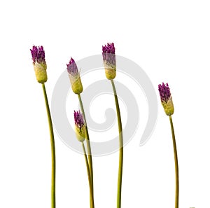 Inflorescence Allium aflatunense, decorative bow