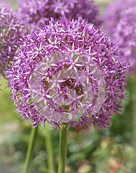 Inflorescence of Allium aflatunense Purple Sensation