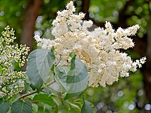 Inflorescence of Amur lilac Syringa amurensis Rupr