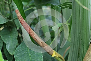 Inflorescence of Anthurium schlechtendalii, a tailflower species