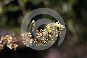Inflorescence of an arto, Maytenus senegalensis