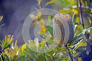 Inflorescence of Australian native Banksia serrata photo