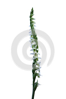 Inflorescence of Autumn Lady`s Tresses orchid isolated on white - Spiranthes spiralis photo