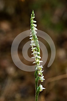 Inflorescence of Autumn Lady`s Tresses orchid - Spiranthes spiralis photo
