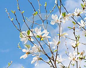 Inflorescence a beautiful white flower of Magnolia