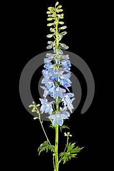 Inflorescence of blue delphinium flowers, lat. Larkspur, isolated on black background