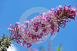 Inflorescence of a Butterfly bush (Buddleja davidii)