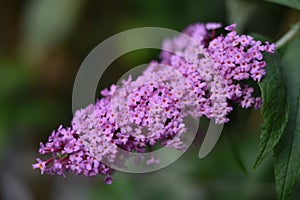 Inflorescence of a Butterfly bush (Buddleja davidii)