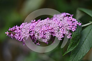 Inflorescence of a Butterfly bush (Buddleja davidii)