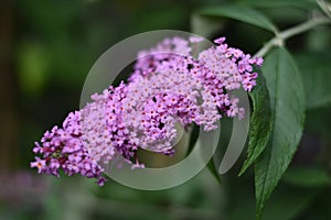 Inflorescence of a Butterfly bush (Buddleja davidii)