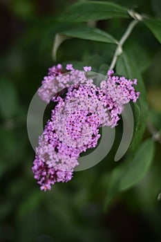 Inflorescence of a Butterfly bush (Buddleja davidii)