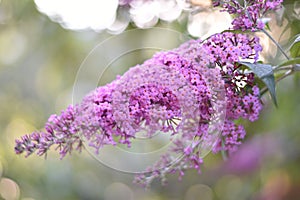 Inflorescence of a Butterfly bush (Buddleja davidii)