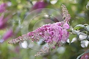 Inflorescence of a Butterfly bush (Buddleja davidii)