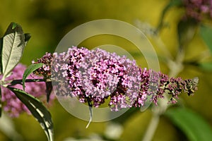 Inflorescence of a Butterfly bush (Buddleja davidii)