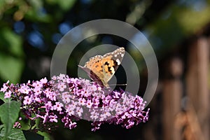 Inflorescence of a Butterfly bush (Buddleja davidii) with a Butterfly