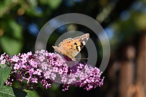 Inflorescence of a Butterfly bush (Buddleja davidii) with a Butterfly