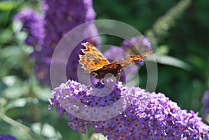 Inflorescence of a Butterfly bush (Buddleja davidii) with a Butterfly