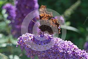 Inflorescence of a Butterfly bush (Buddleja davidii) with a Butterfly