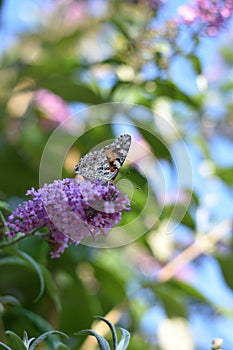 Inflorescence of a Butterfly bush (Buddleja davidii) with a Butterfly