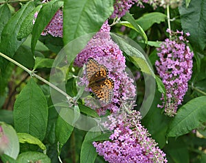 Inflorescence of a butterfly bush with Speyeria aglaja photo