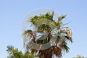 Inflorescence of a Californian fan palm, Washingtonia filifera