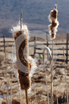 Inflorescence cattail on a background of a rustic fence