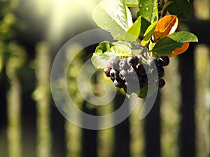 Inflorescence chokeberry on blurred background