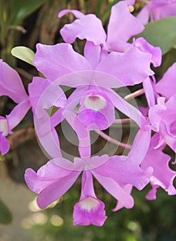 Inflorescence of colorful purple orchid flowers group or dendrobium blooming nature patterns in garden